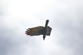 Grand Corbeau